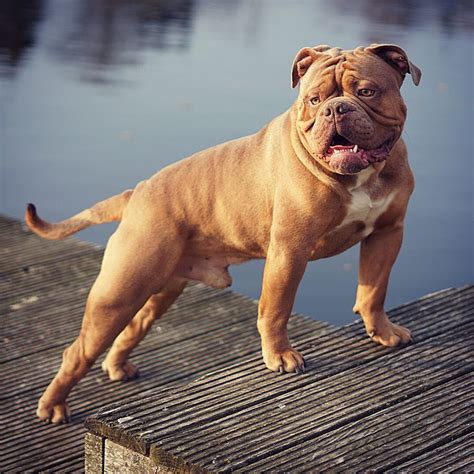 old english bulldog kopen